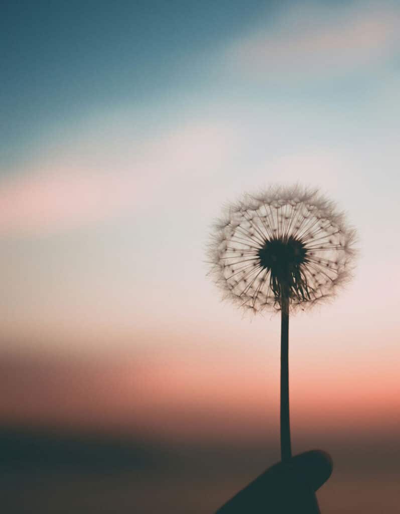 Calm photo of a Dandylion at sunset to represent teen mindfulness