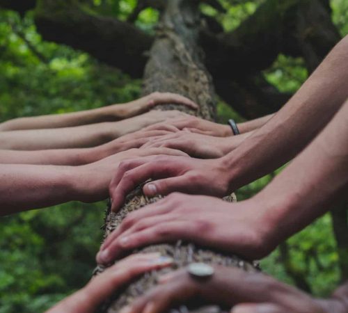 Photo of teens placing hands on a tree branch to represent teen mental health peer support
